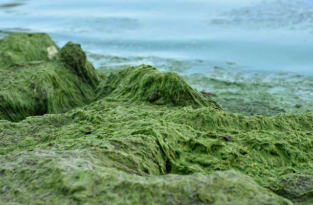 bue green algae